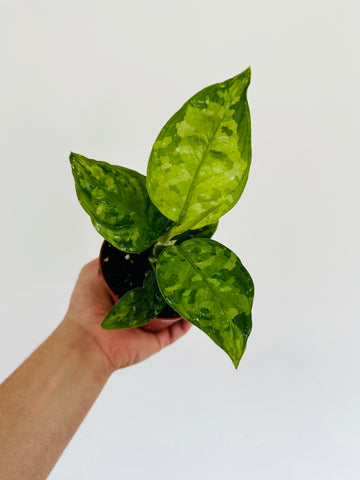 Aglaonema Pictum Tricolor - 4