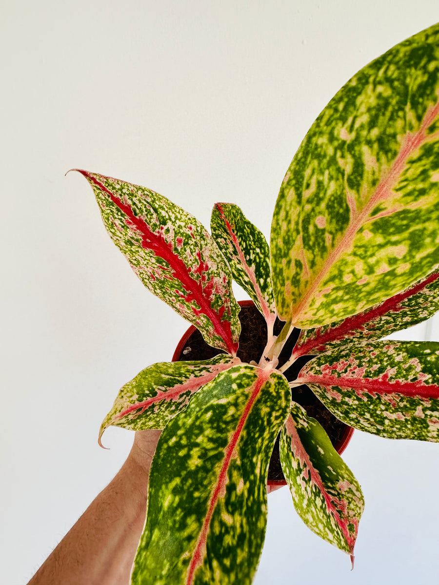 Aglaonema 10 Karat - 4