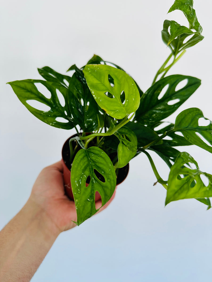 Monstera Adansonii sp. Laniata ‘Double Windows’ - Rare Aroid - 4” Pot