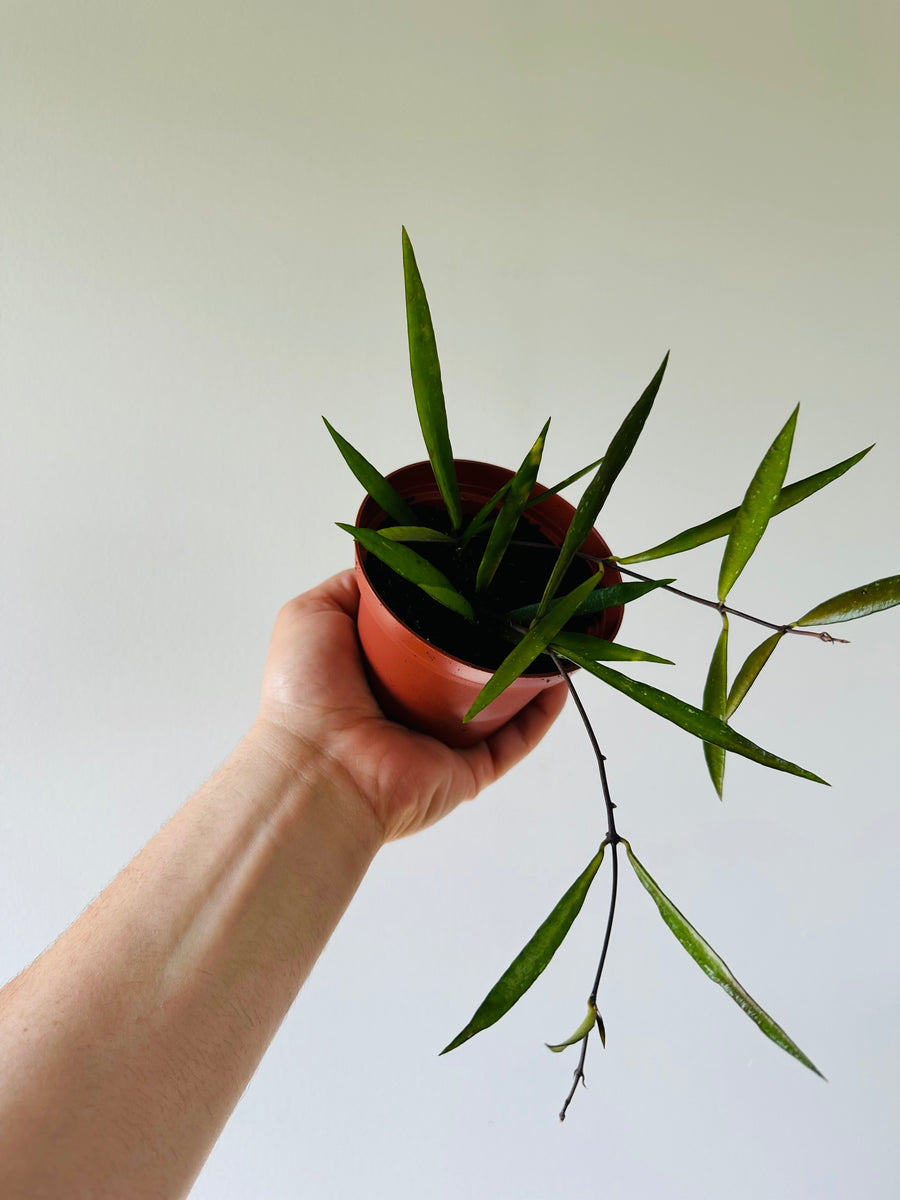 Hoya Tanggamus ‘Small Leaf’ - 4” Pot