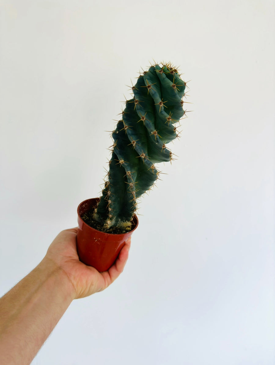 Spiral Cactus - Cereus Forbesii Spiralis - 4” Pot