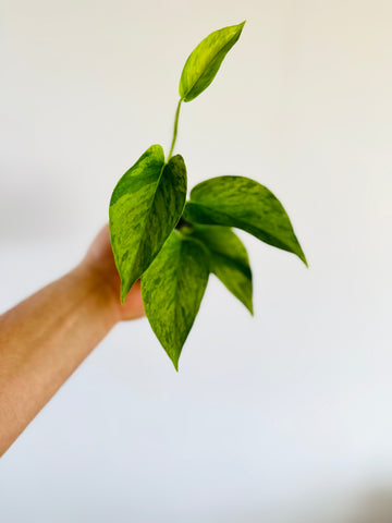 Pothos Jessenia - High Variegation - 3”Pot