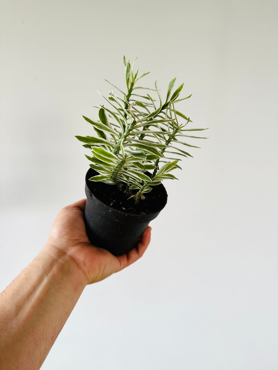 Euphorbia Pedilanthus 'Albo' - Devil's Backbone - 4” Pot