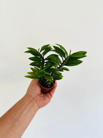 Euphorbia Pedilanthus 'Green' - Devil's Backbone - 3