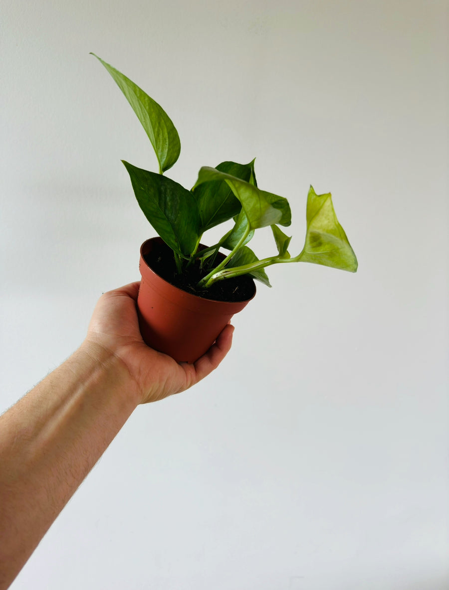 Pothos Olivia (Mint Manjula) - 4” Pot