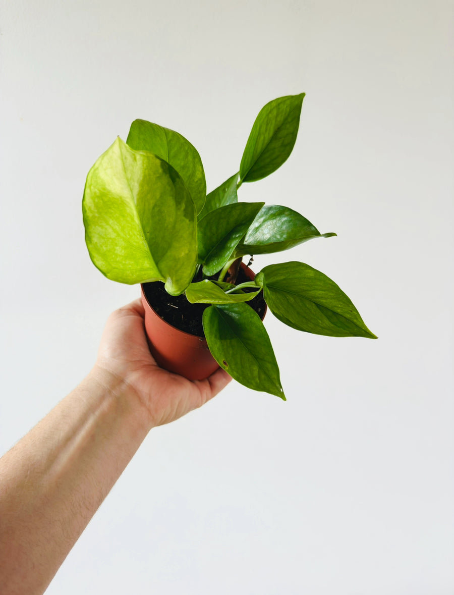 Pothos Olivia (Mint Manjula) - 4” Pot