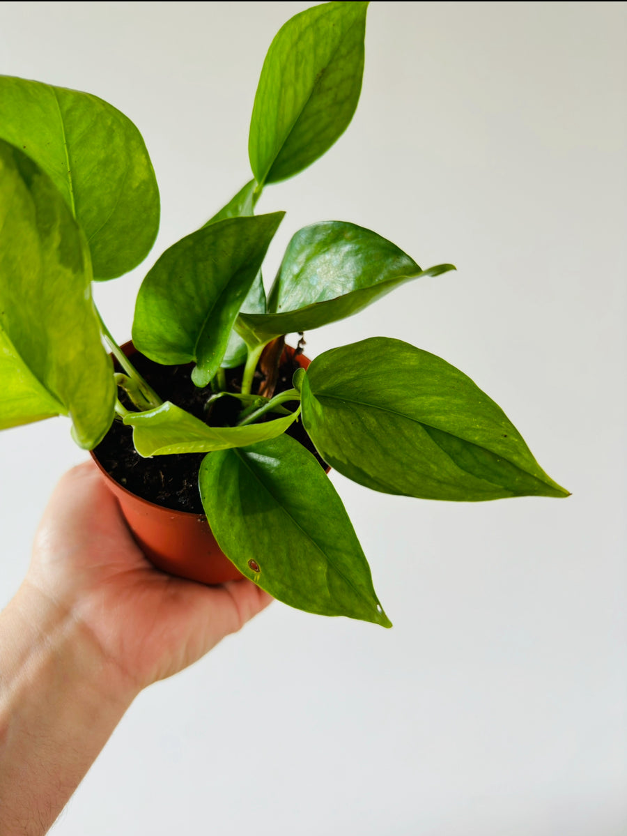 Pothos Olivia (Mint Manjula) - 4” Pot