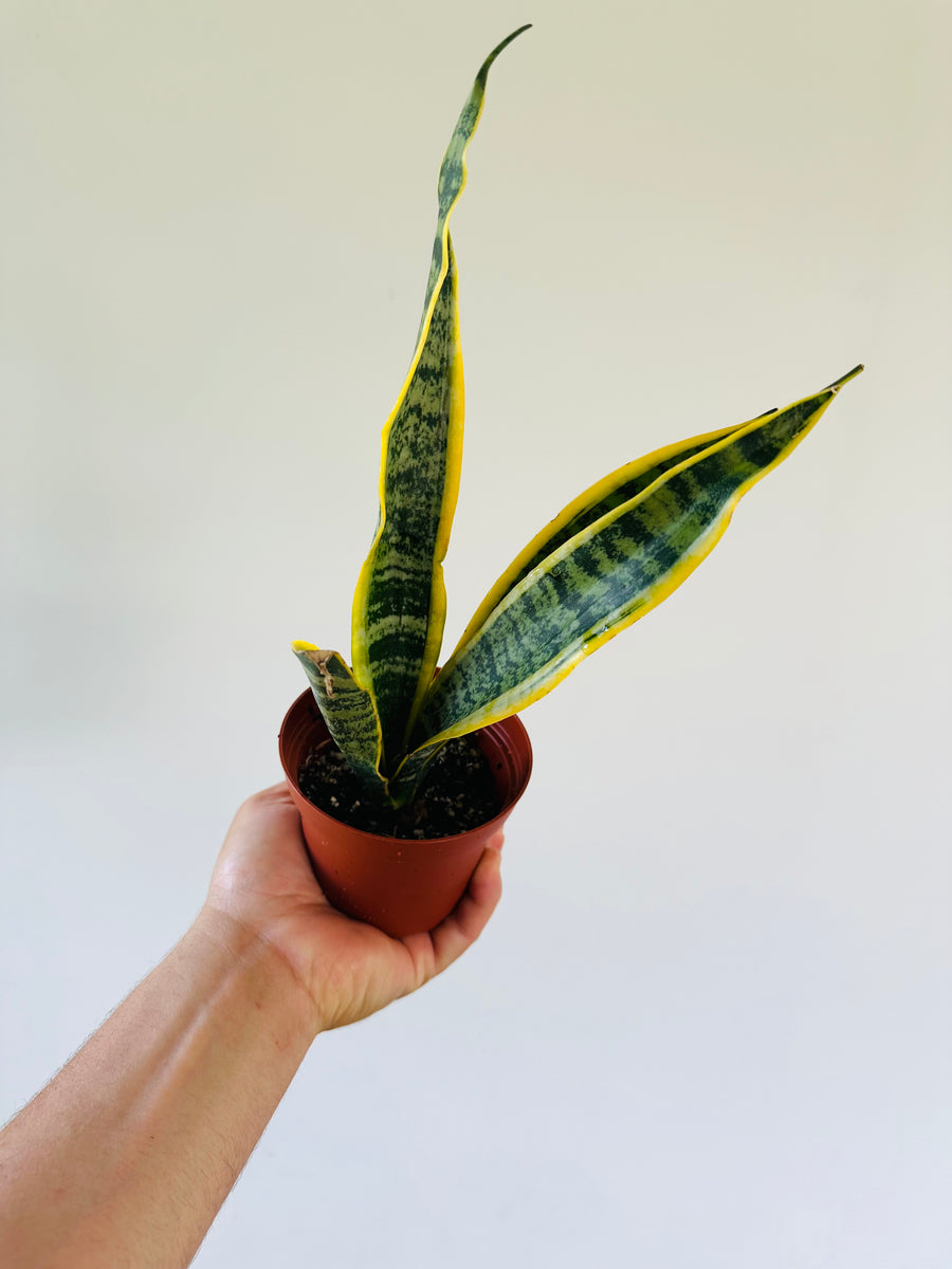 Sansevieria 'Laurentii' - Variegated Snake Plant - 4