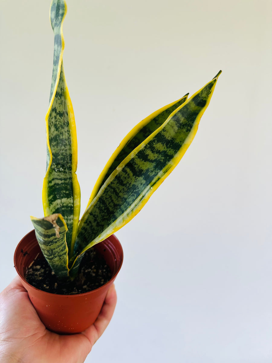 Sansevieria 'Laurentii' - Variegated Snake Plant - 4