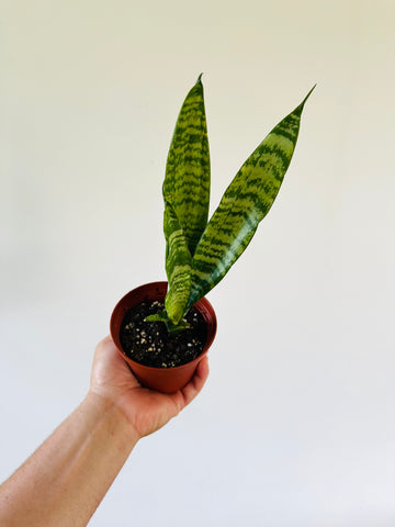 Sansevieria Zeylenica - Coral Snake Plant - 4