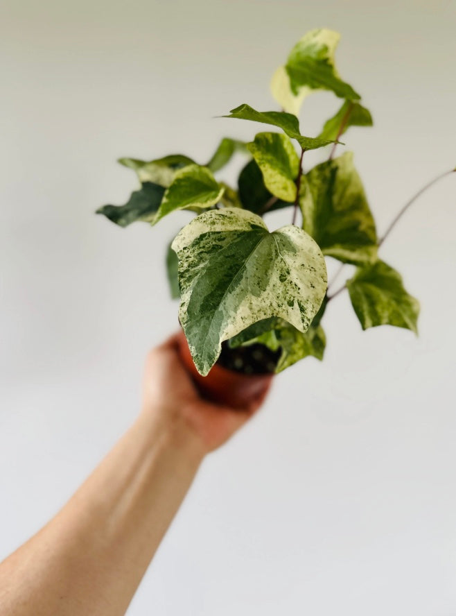 Marble Ivy - Hedera sp. Albo - 4