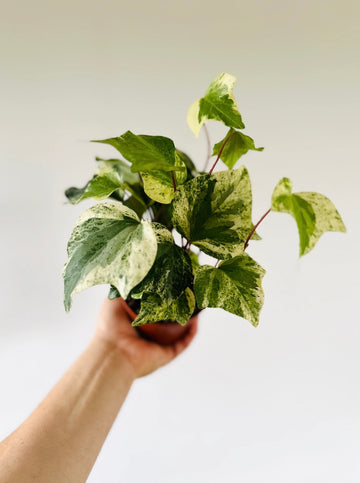 Marble Ivy - Hedera sp. Albo - 4