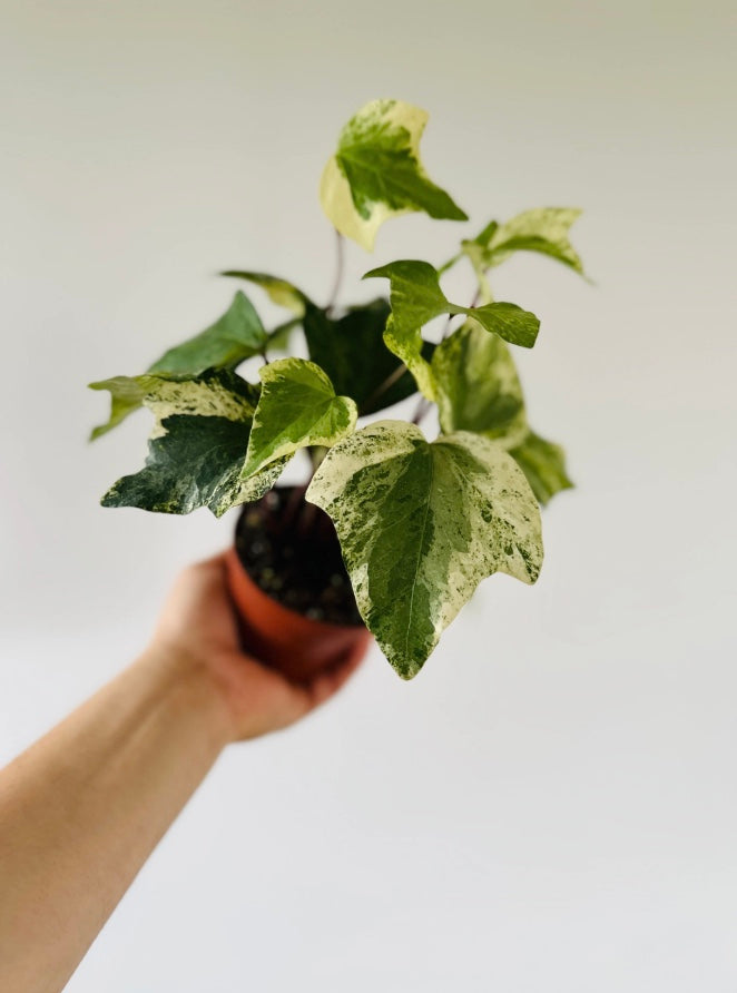 Marble Ivy - Hedera sp. Albo - 4