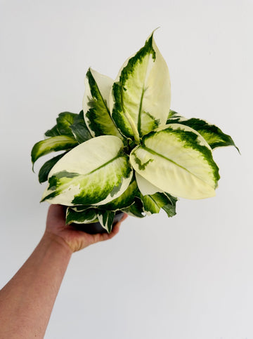 Dieffenbachia Maculata - 6