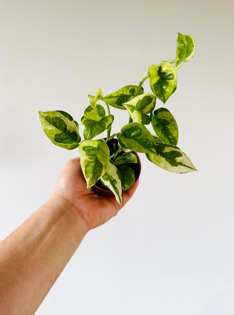 Pothos Lizard Queen - Mutant Pothos - New Epipremnum Sport - 3” Pot