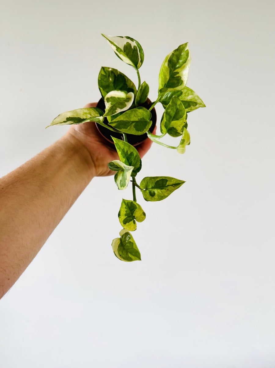 Pothos Lizard Queen - Mutant Pothos - New Epipremnum Sport - 3” Pot