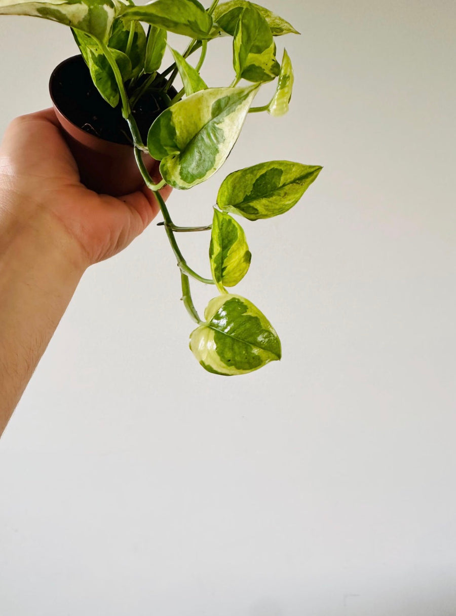 Pothos Lizard Queen - Mutant Pothos - New Epipremnum Sport - 3” Pot