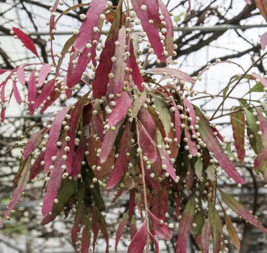 Mistletoe Cactus - Pseudorhipsalis Ramulosa - 4