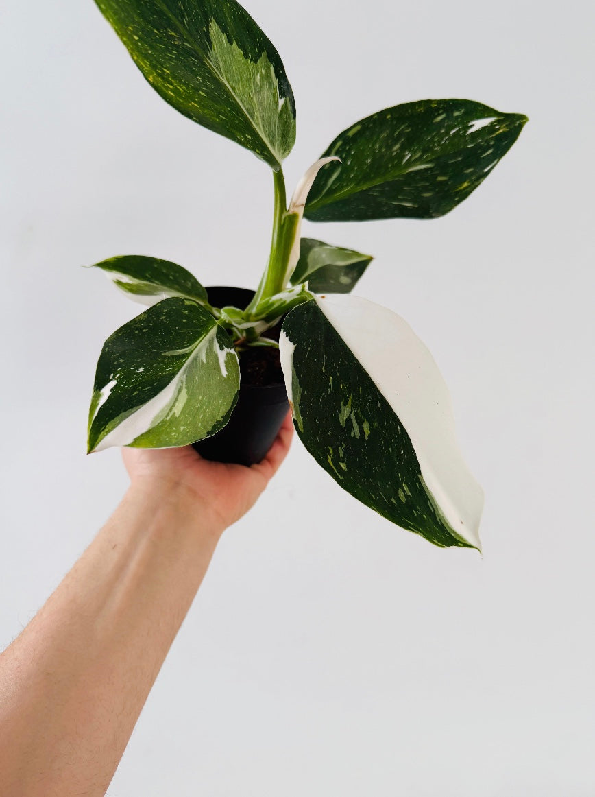 Philodendron White Wizard - High Variegation - 4