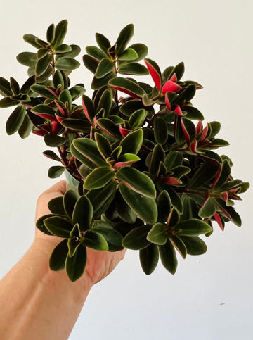 Peperomia Red Log - 4