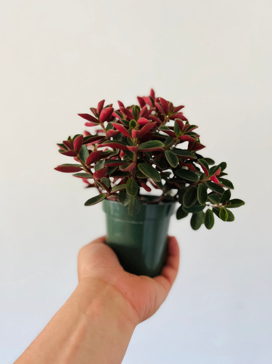 Peperomia Red Log - 4