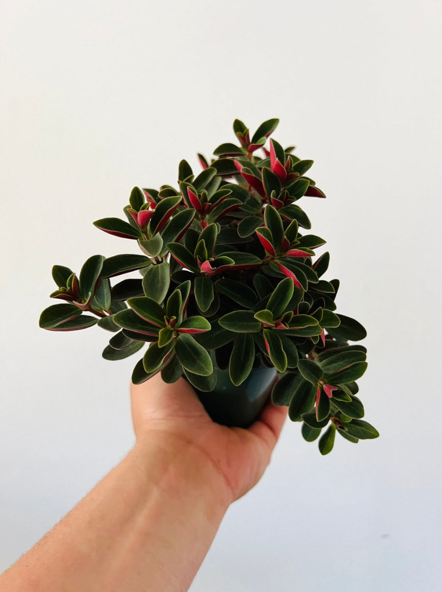 Peperomia Red Log - 4