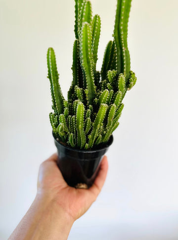 Fairy Castle Cactus - Acanthocereus Tetragonus - 4