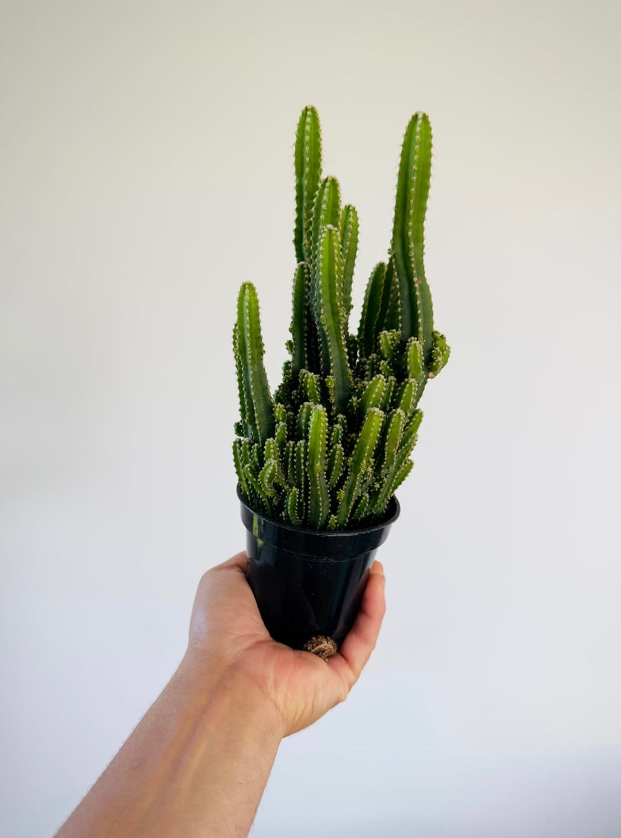 Fairy Castle Cactus - Acanthocereus Tetragonus - 4