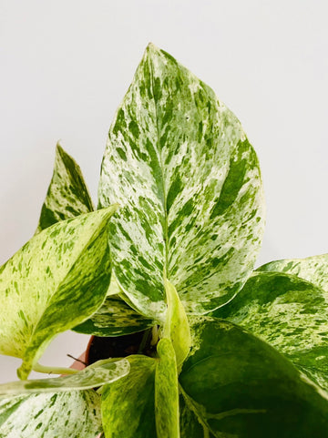 Marble Queen Pothos - Epipremnum Aureum 'Marble Queen' - 3