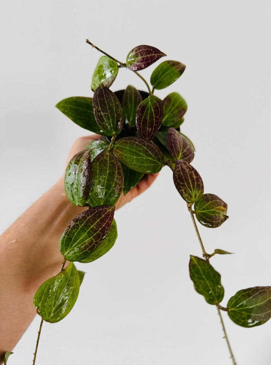 Hoya Fitchii (Sunstressed) - Orange Hoya - 4