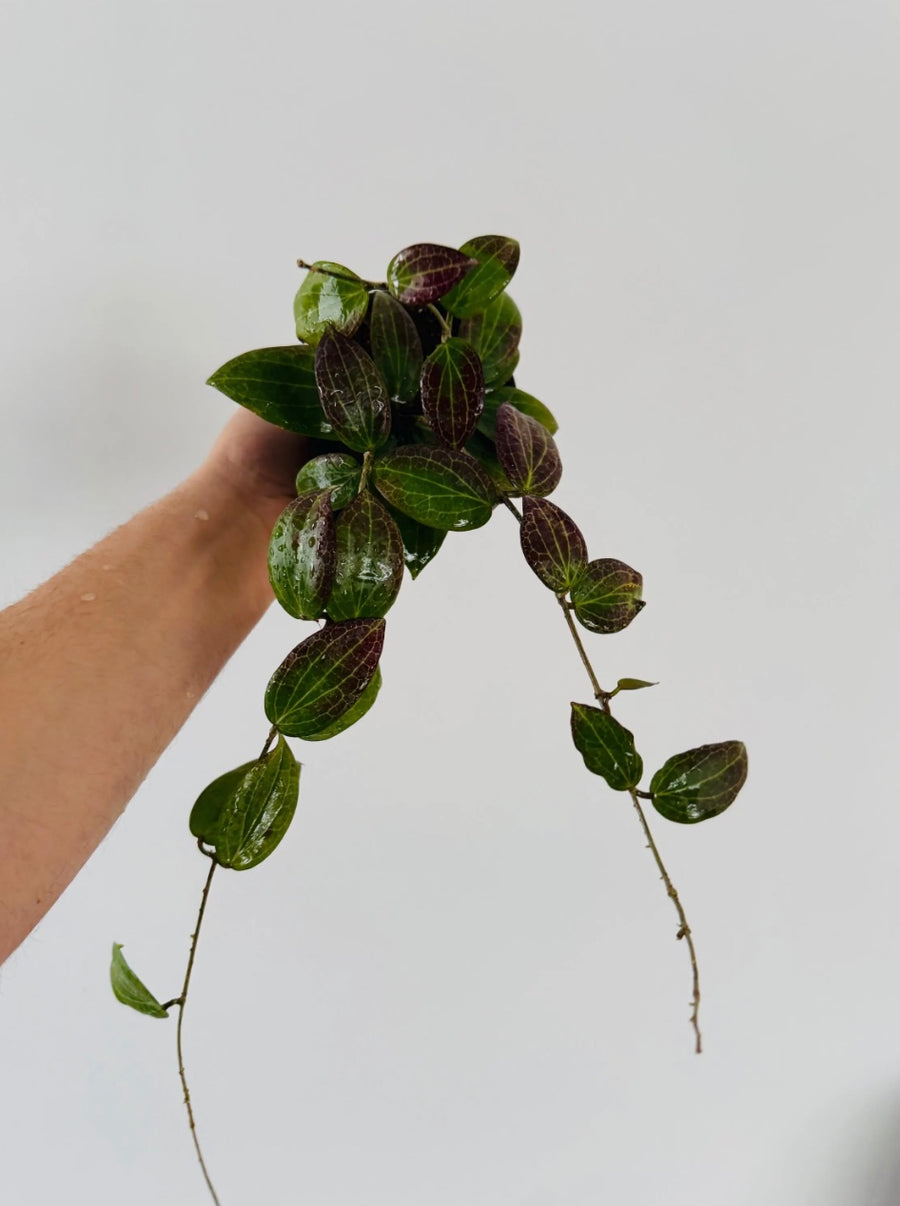 Hoya Fitchii (Sunstressed) - Orange Hoya - 4