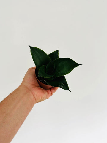 Black Jade Sansevieria - Snake Plant - 3