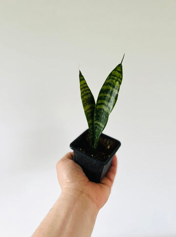 Sansevieria Zeylenica - Starter Snake Plant - 3