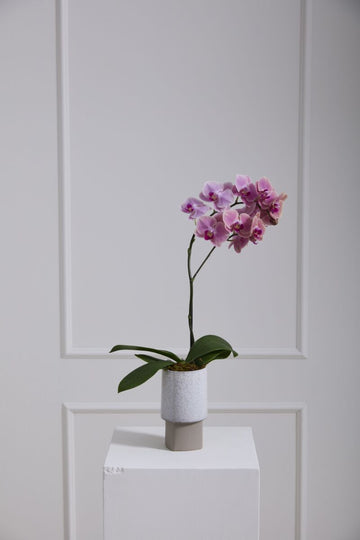 Lunora Planter