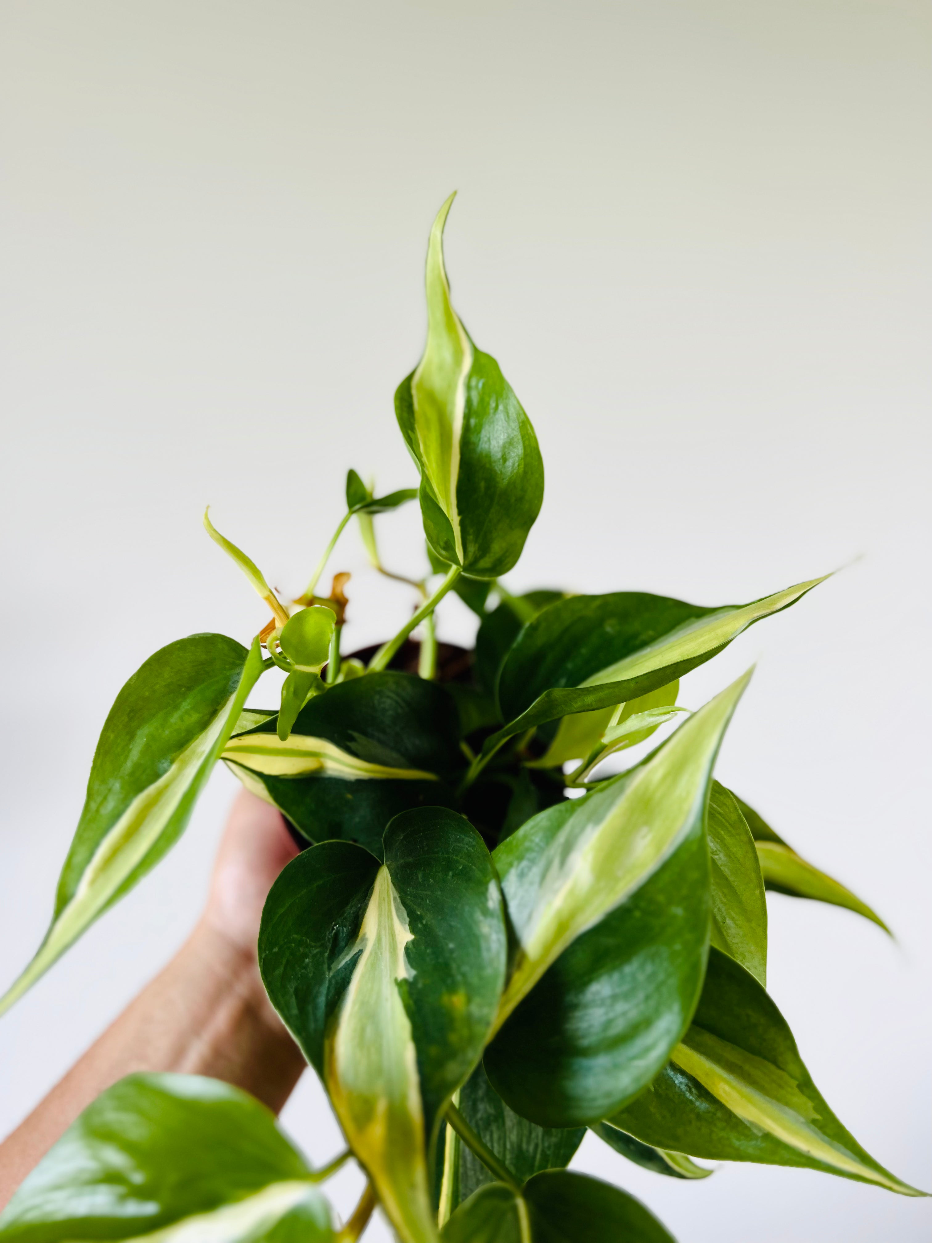 Philodendron Silver Stripe - 4