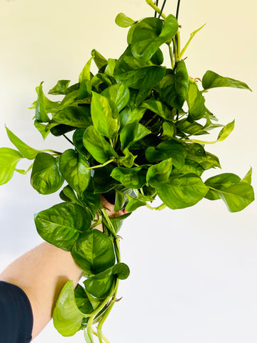 Plante tombante POTHOS MINI CHUTE L65 best seller artificiel tergal haut de  gamme VEGETAL SHOP Couleur Vert Hauteur 70 cm