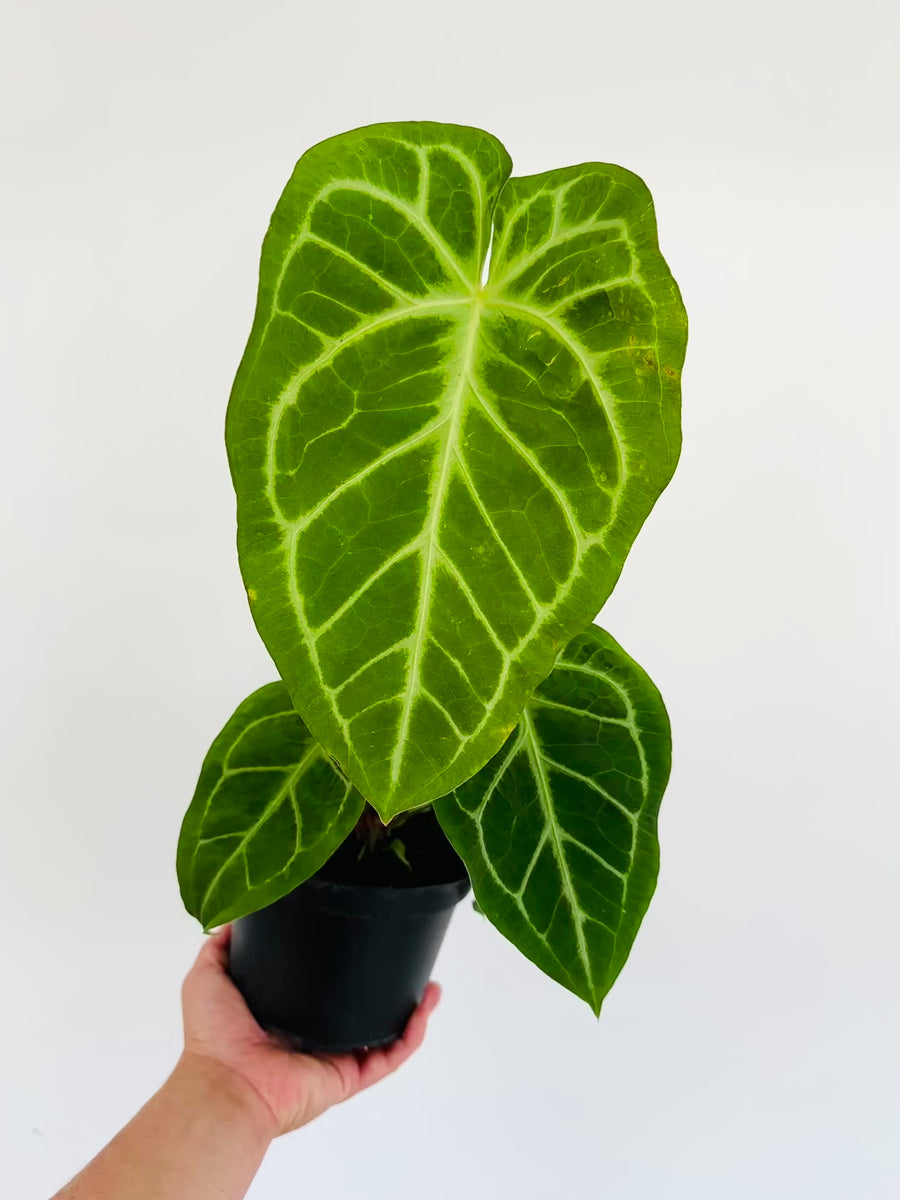 Anthurium Besseae aff x Magnificum - 6” Pot