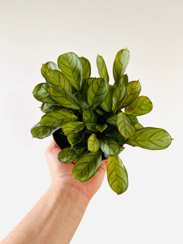 calathea, calathea plant, plants, pet safe plants, houseplant, houseplants, easy house plants, prayer plants, maranta