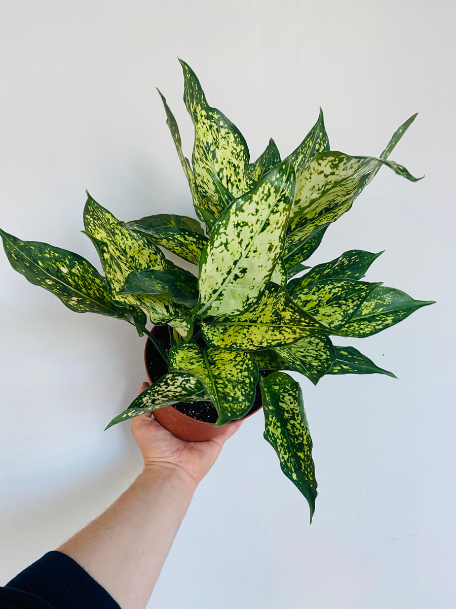 Aglaonema 'Osaka' - 6