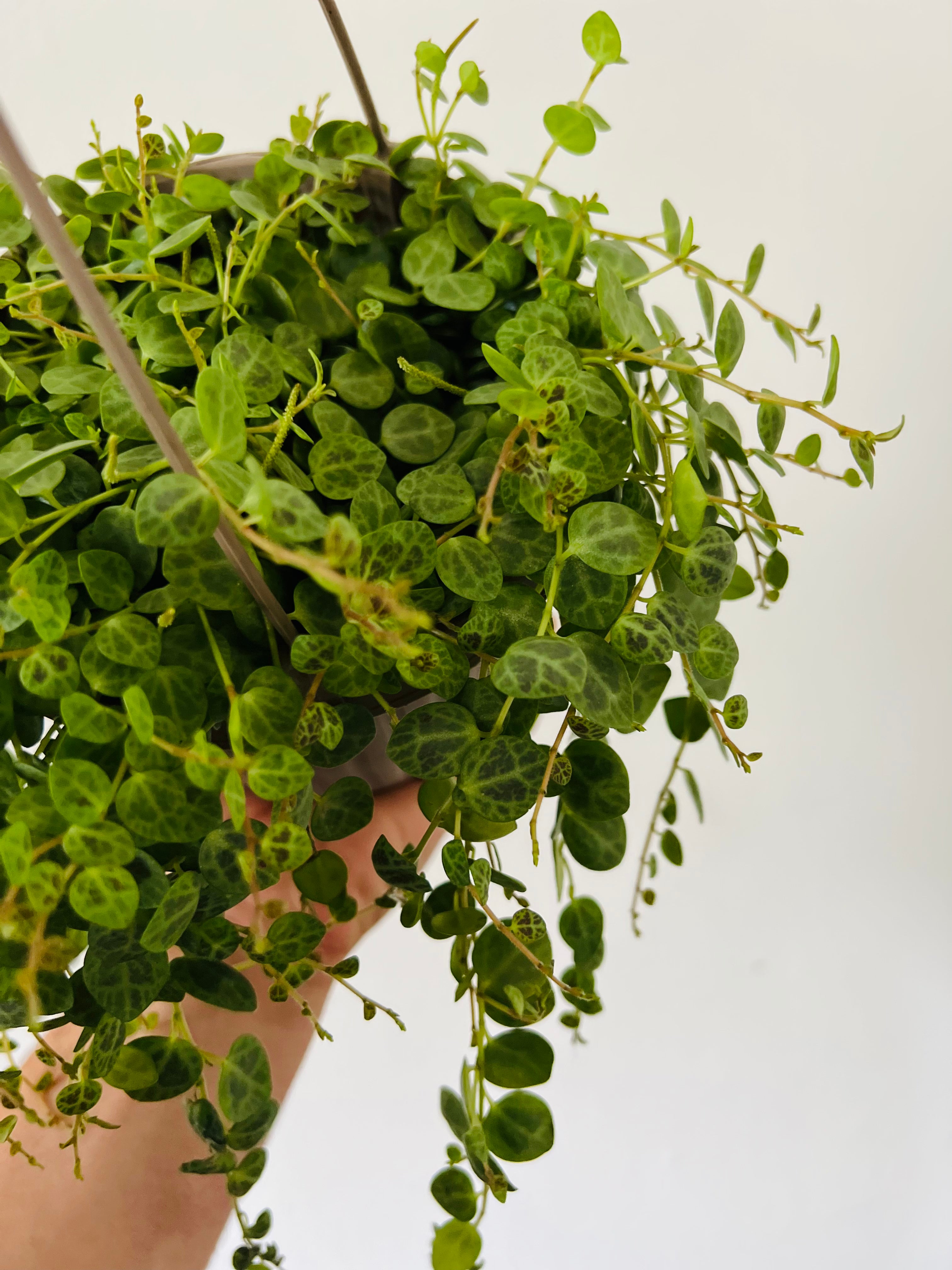 String of Turtles - Peperomia Prostrata - 6