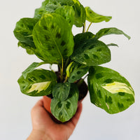 Medium Prayer Plant 'Beauty Kim' (Maranta leuconeura) – Rooted