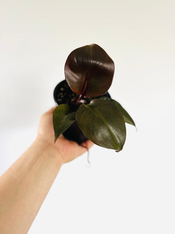 Philodendron Red Heart - Philodendron Hybrid - 4