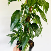 Epipremnum pinnatum albo-variegata – Steve's Leaves
