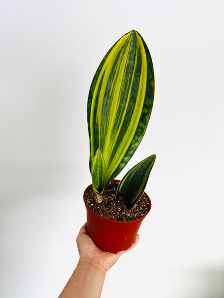 Sansevieria Whalefin Variegated - 6 Pot – Brumley & Bloom