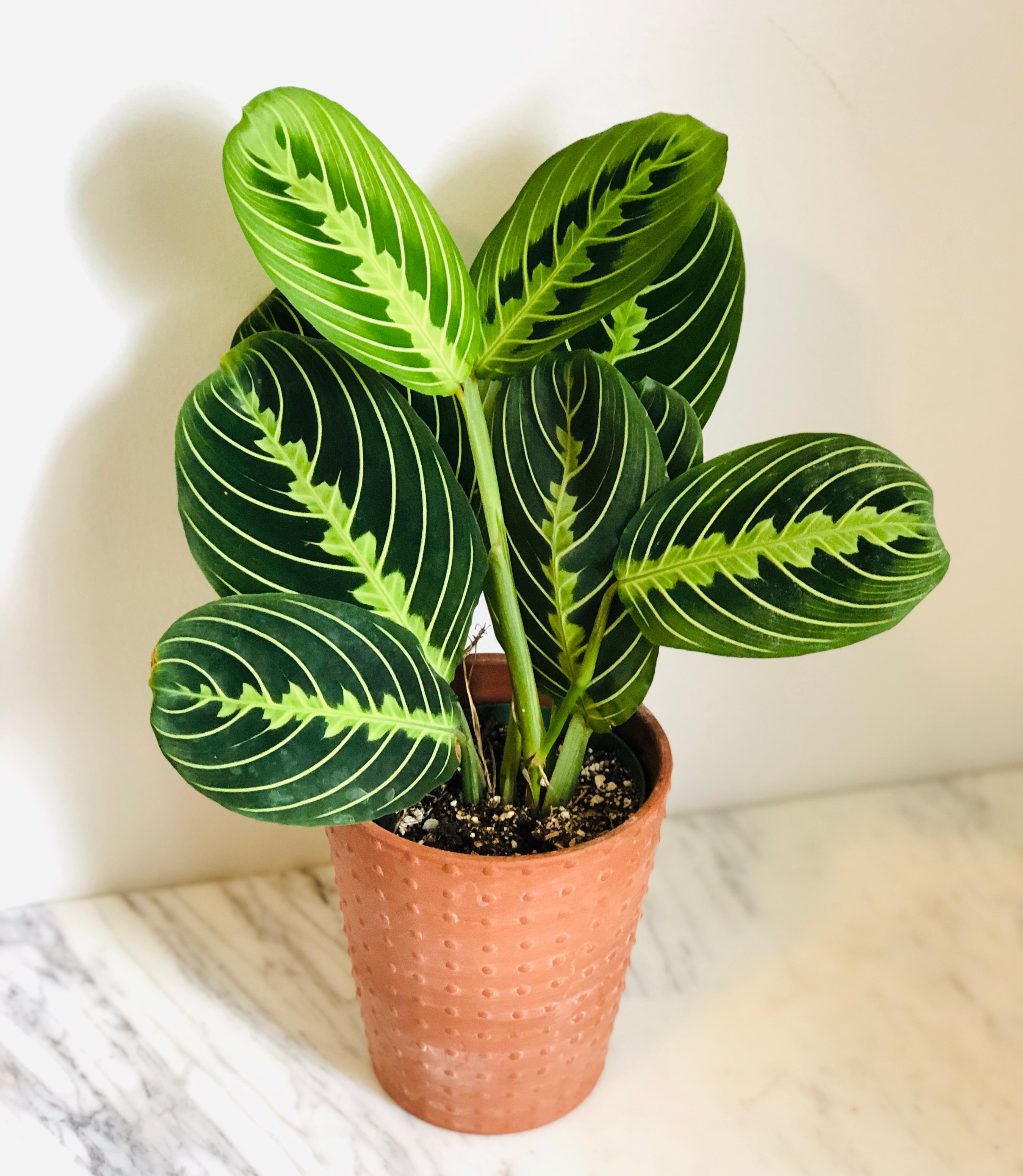 Maranta Leuconeura 'Lemon' - Lemon Lime Prayer Plant - 4