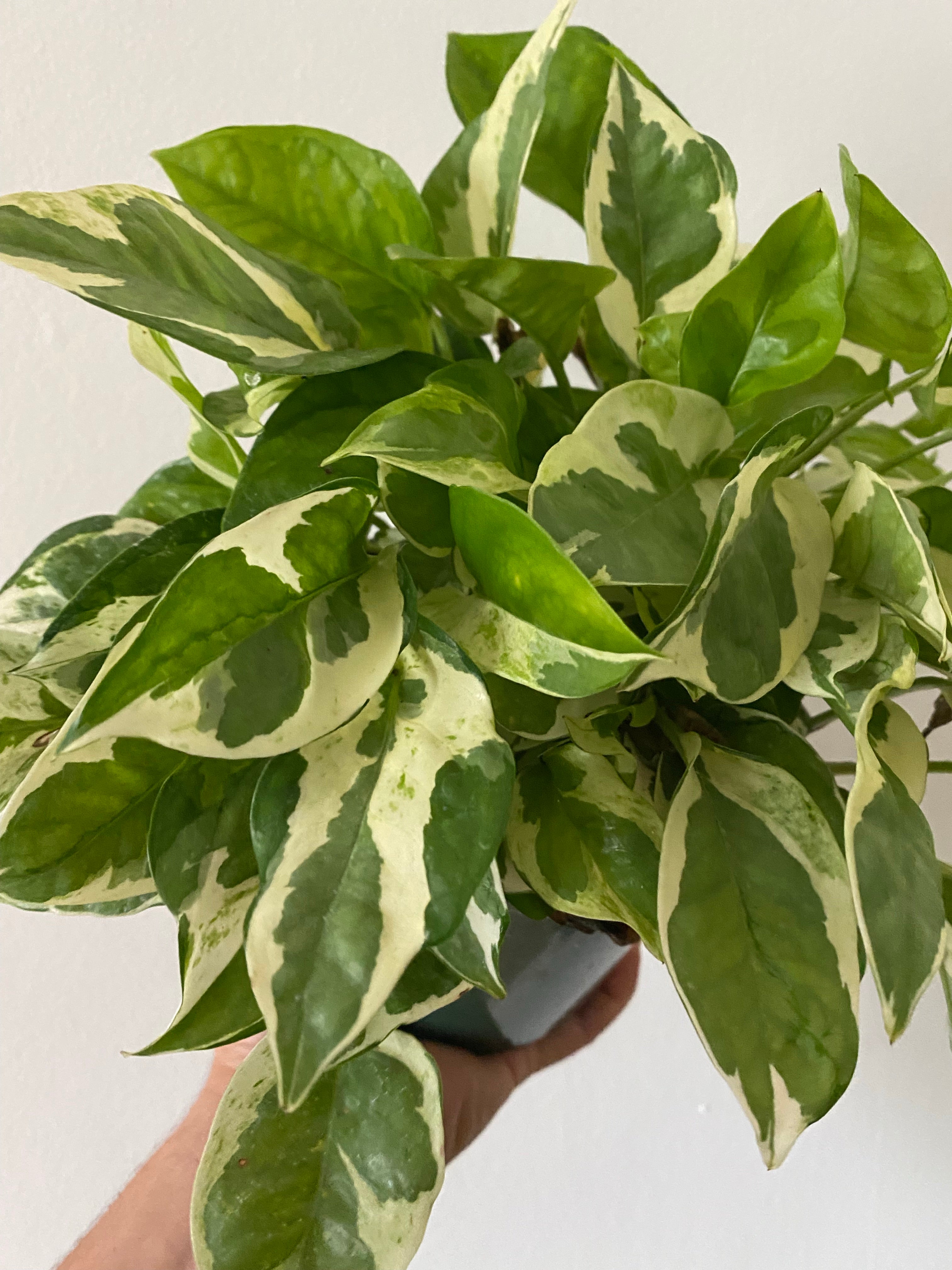 Pothos Pearls & Jade - Epipremnum Aureum 'Pearls & Jade' - 6