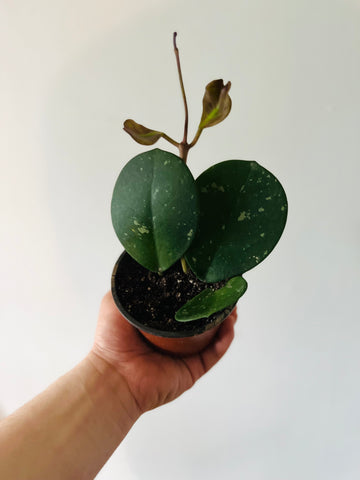 Hoya Obovata - Speckled - 4